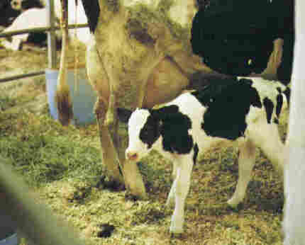 12 hour old calf and mom type cow