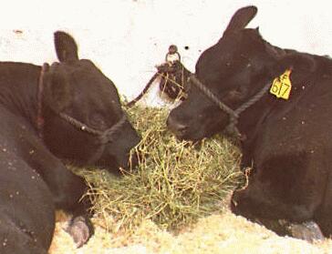 Two moos eating and chatting