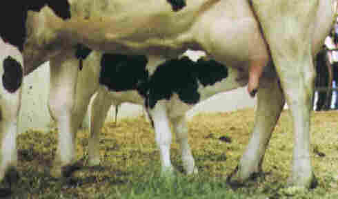 Calf drinking from mom