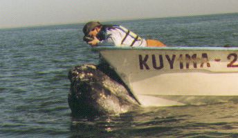 A small whale Posing for a picture.