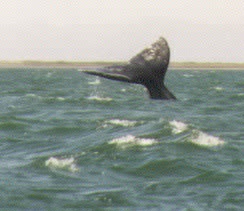 A Tail of A Whale!